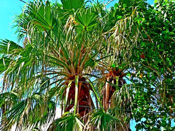 Low angle view of palm trees