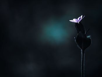 Close-up of purple flowering plant