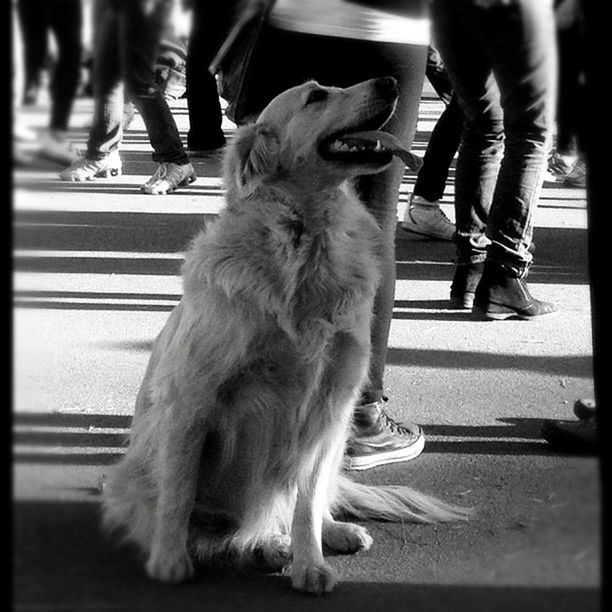 pets, low section, domestic animals, mammal, animal themes, one animal, lifestyles, dog, person, men, street, pet owner, leisure activity, walking, transportation, blurred motion, road
