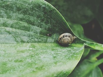 Close-up of snail on leaf