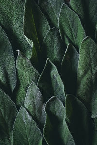 Full frame shot of green leaves