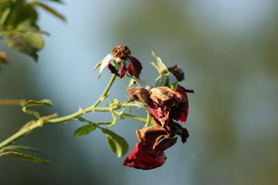 Close-up of wilted red flowering plant
