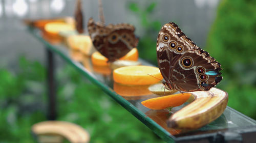 Close-up of orange butterfly