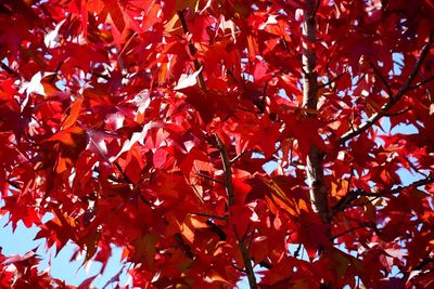 Low angle view of maple tree