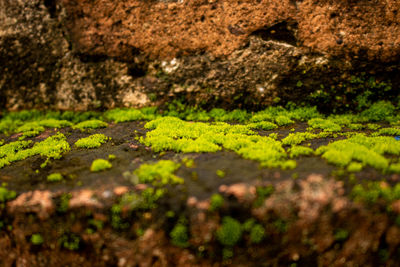 Surface level of moss on ground