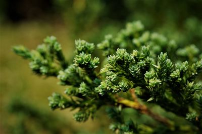 Close up of green plant