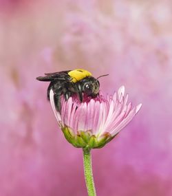 Close-up of honey bee on pink flower