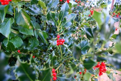 Close-up of red berries