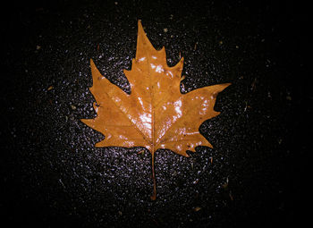 High angle view of maple leaf against black background