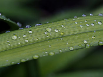 Close-up of raindrops on leaves