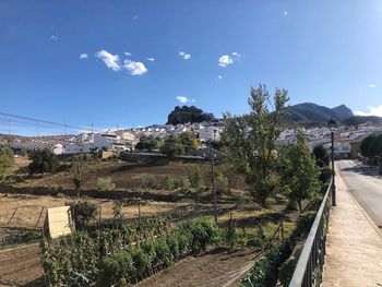 Plants growing on footpath by buildings against sky