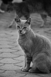 Black and white cat