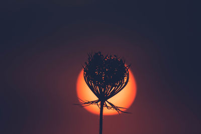 Close-up of silhouette plant against sunset