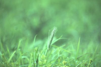 Close-up of wheat growing on field