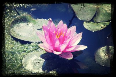 Close-up of pink lotus water lily in pond