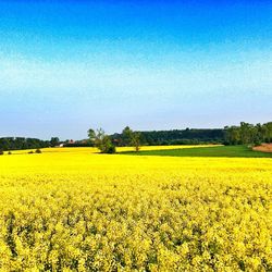 Scenic view of field against blue sky