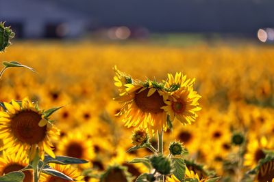 Close-up of yellow flowering plant on field