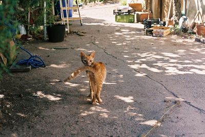 View of a kitten