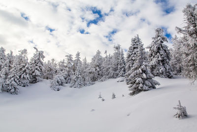 Trees on snow covered field against sky