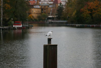 Seagulls perching on wooden post by lake