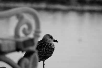 Pigeon perching on railing