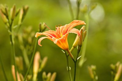 Close-up of orange lily blooming outdoors