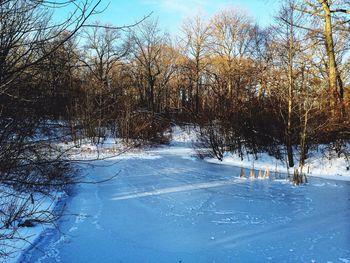 Bare trees on snow covered landscape