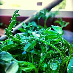 Close-up of water drops on leaf