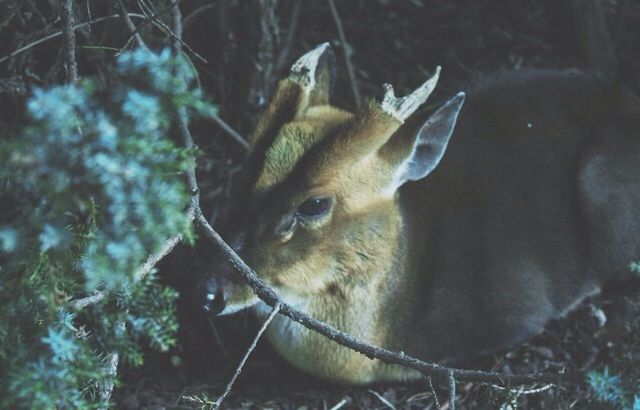 animal themes, one animal, animals in the wild, wildlife, mammal, close-up, animal head, nature, focus on foreground, no people, outdoors, plant, day, looking away, zoology, field, beauty in nature, animal body part, vertebrate, side view