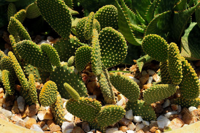 Full frame shot of cactus plants