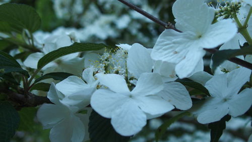 Close-up of fresh white flowers blooming on tree