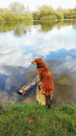 Dog in lake