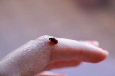 Close-up of ladybug on hand