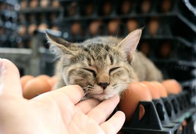 Midsection of person hand holding cat outdoors