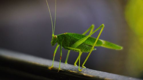 Close-up of grasshopper on railing