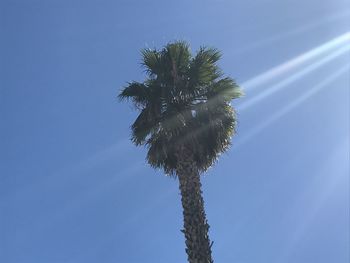 Low angle view of coconut palm tree against clear blue sky