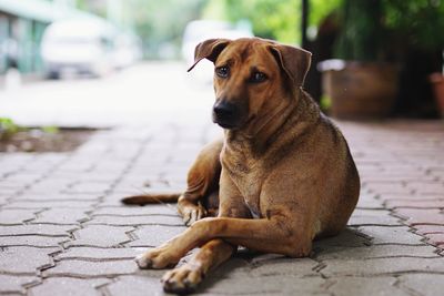 Portrait of dog sitting on footpath