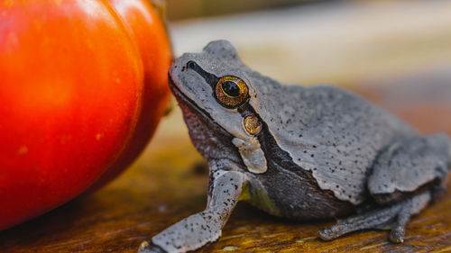 Close-up of frog on leaf