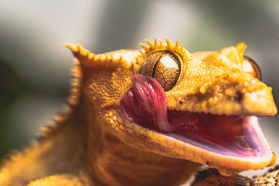 Close-up of a leopard gecko with tongue out