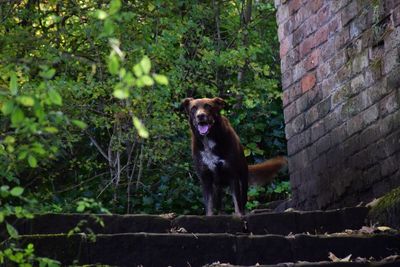 Portrait of dog on steps by old brick wall in woodland.