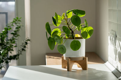 Pilea peperomioides houseplant in ceramic flower pot at home. chinese money plant. indoor gardening.