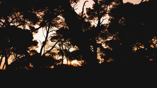 Low angle view of silhouette trees against sky at sunset