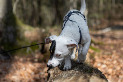 Close-up of a dog on field