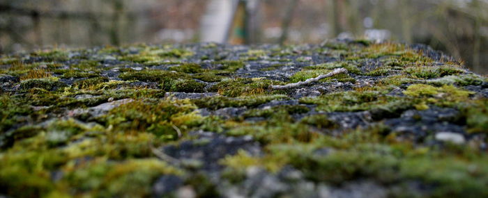 Close-up of grass