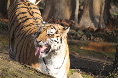 Close up of a tiger