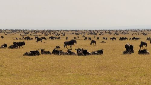 Wildebeests on field against sky