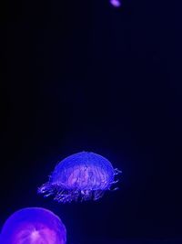 Close-up of jellyfish swimming in aquarium