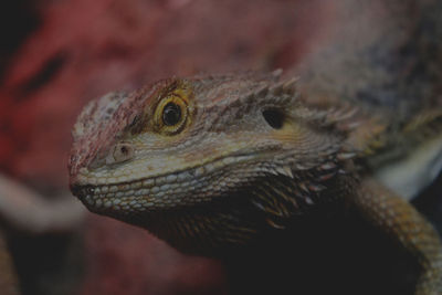 Close-up, cute and little iguana