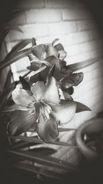 Close-up of flowering plant