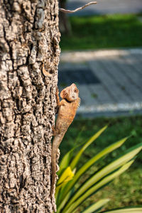 Close-up of squirrel on tree trunk